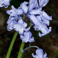 Spanish Bluebell